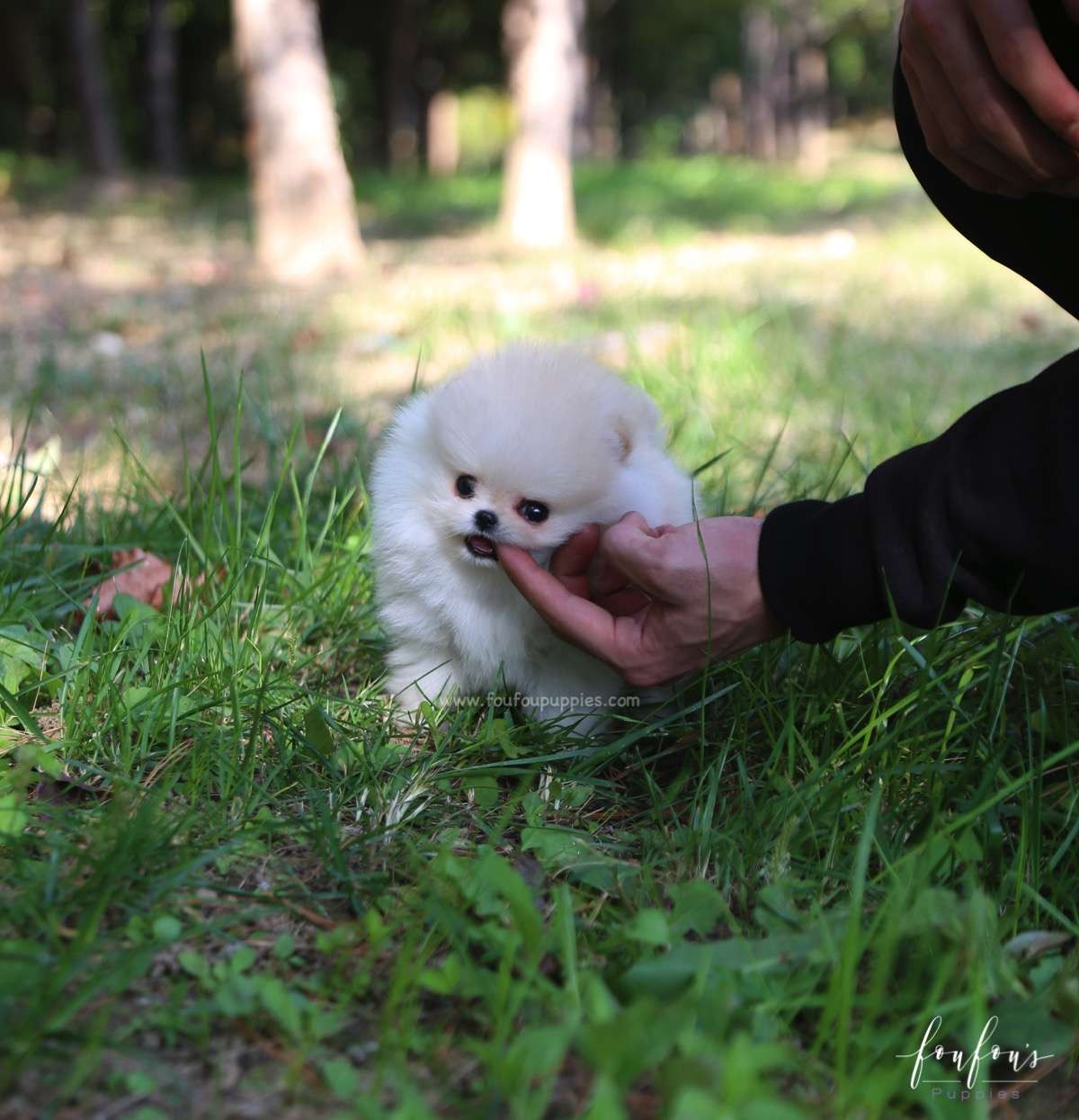 Hermes - Pomeranian M.