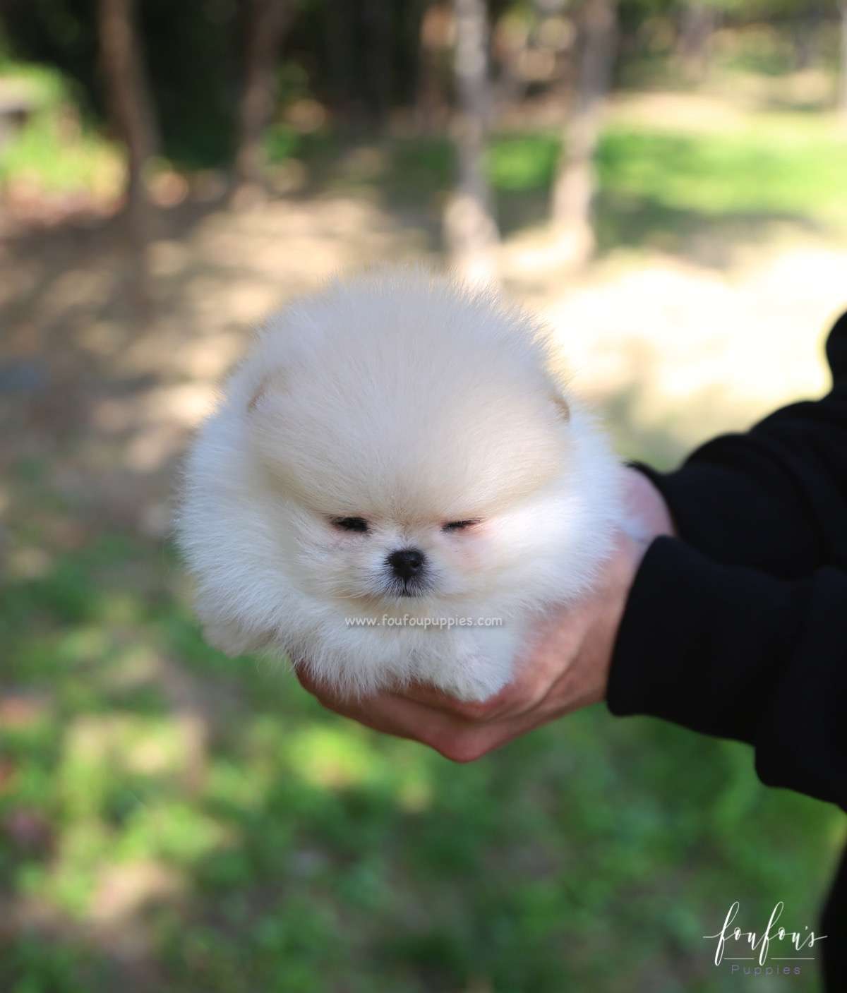 Hermes - Pomeranian M.