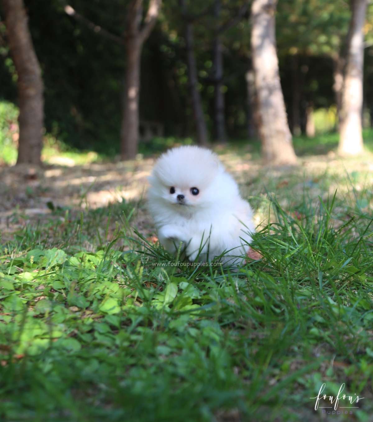 Hermes - Pomeranian M.