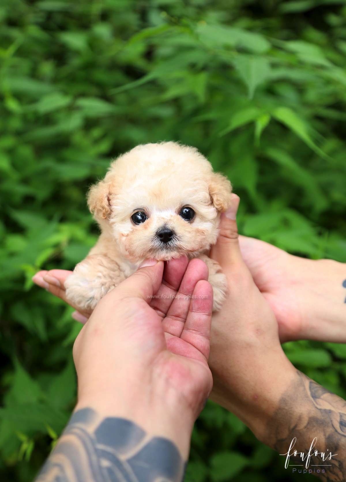 Pinky - Poodle F.