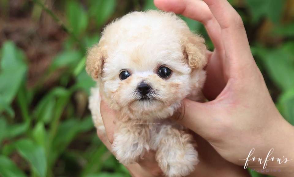 Pinky - Poodle F.