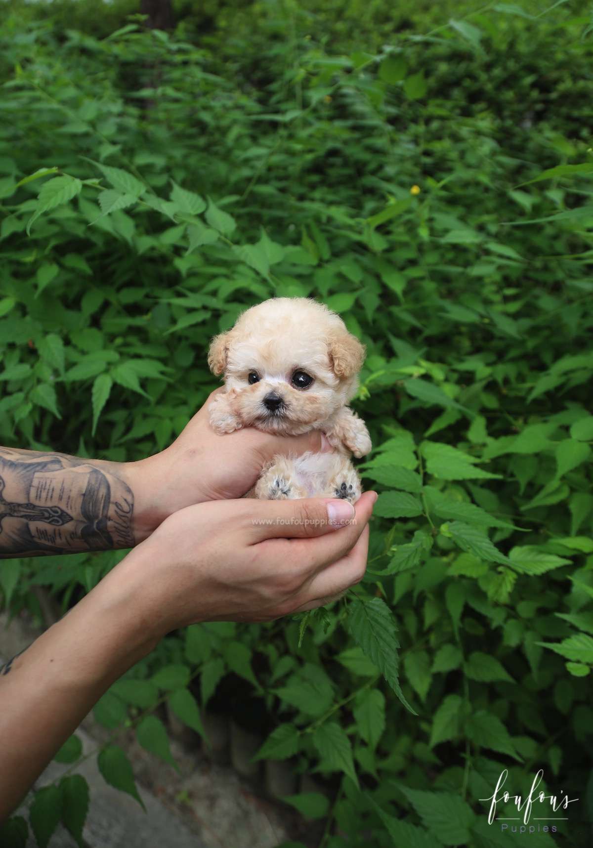 Pinky - Poodle F.