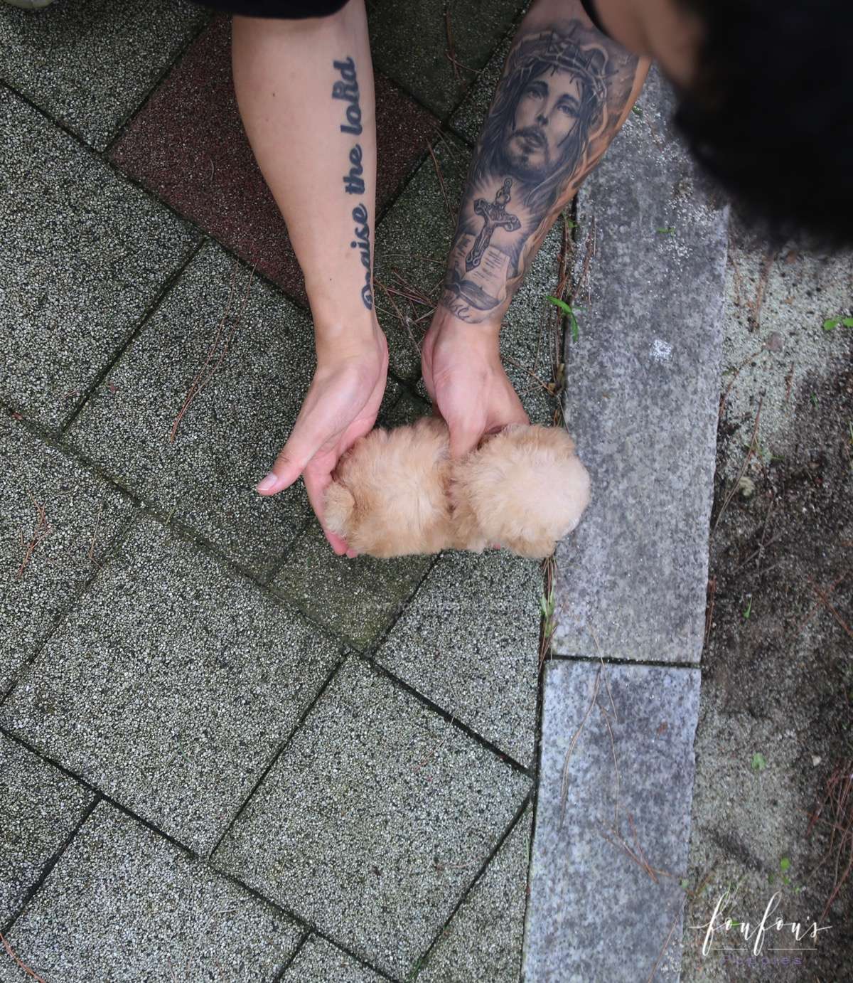 Pinky - Poodle F.