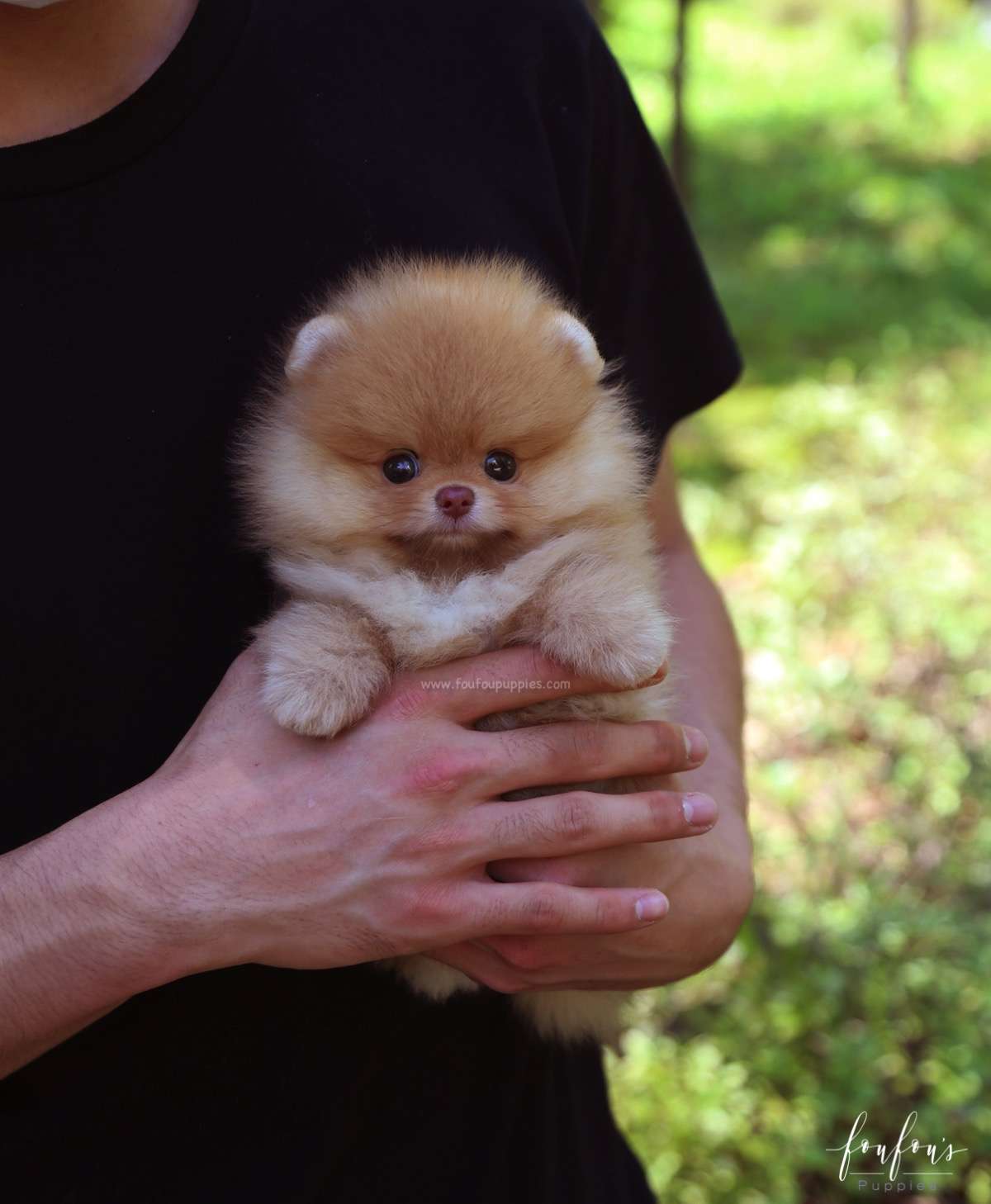 Bear - Pomeranian M.