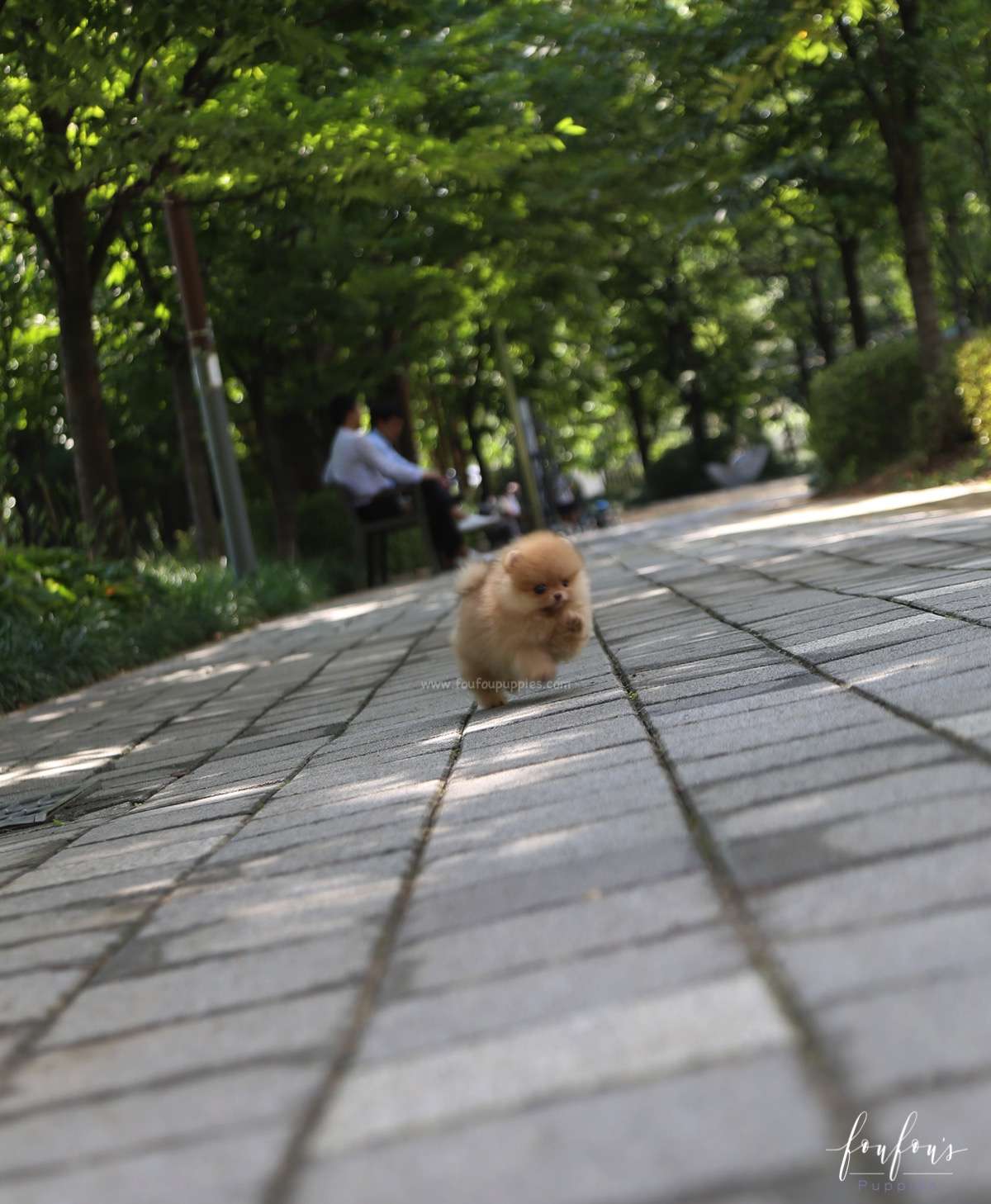 Bear - Pomeranian M.