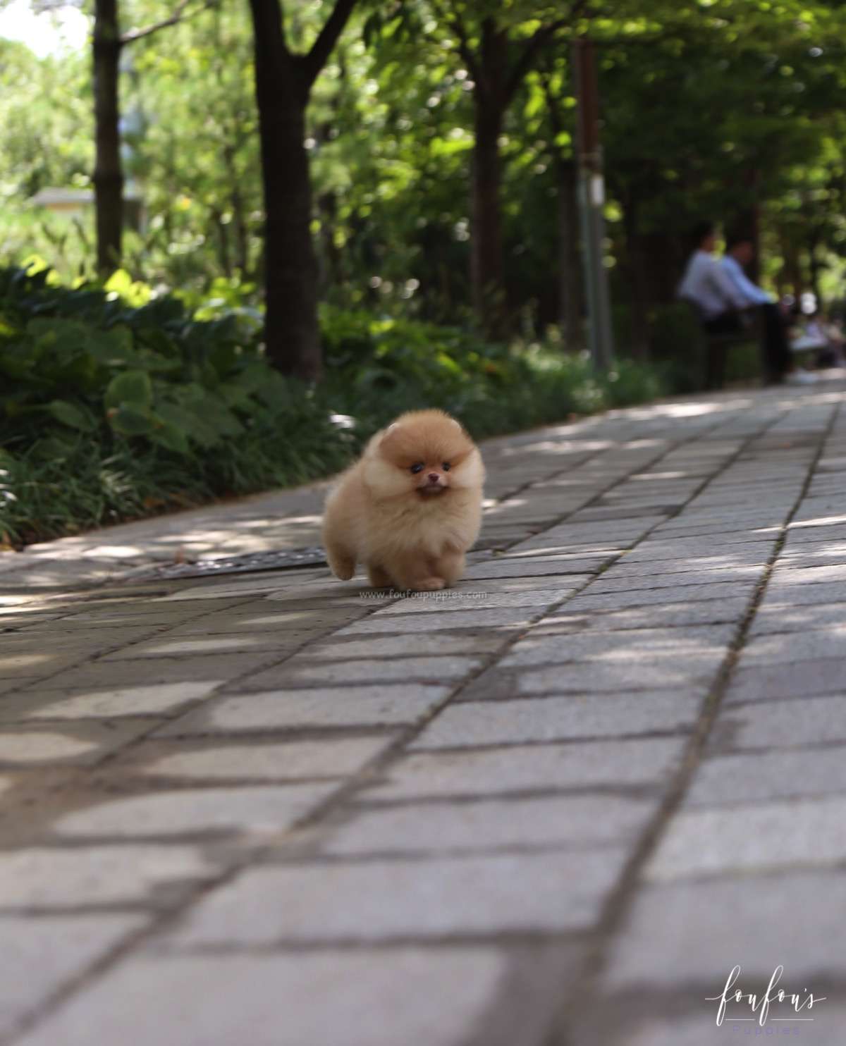 Bear - Pomeranian M.