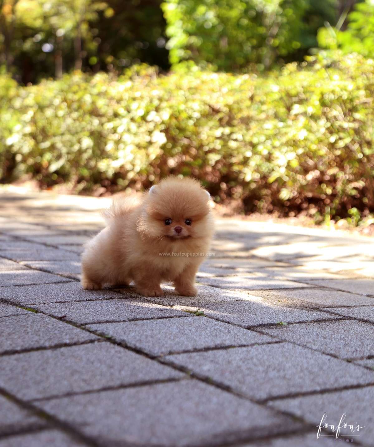 Bear - Pomeranian M.