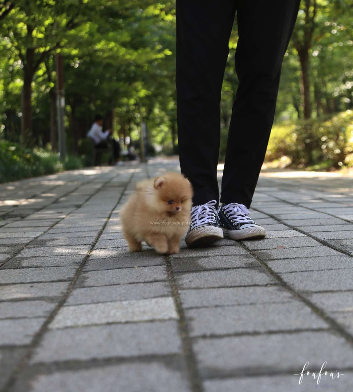 Bear - Pomeranian M.