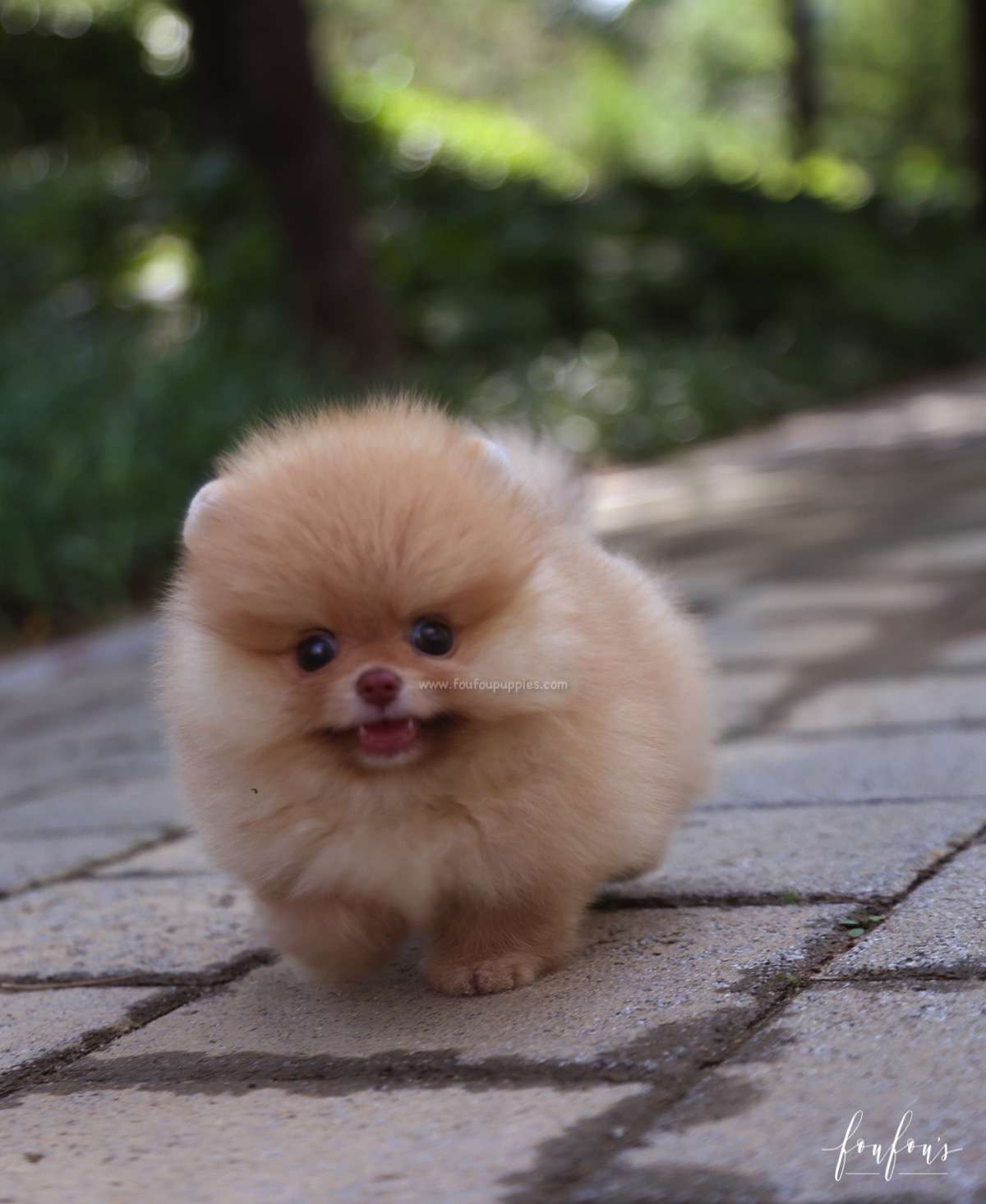 Bear - Pomeranian M.