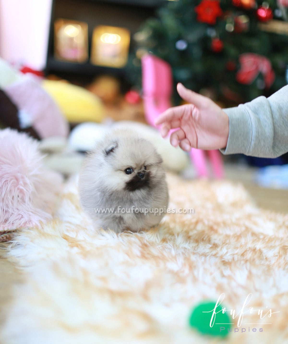 Samoa - Pomeranian F.