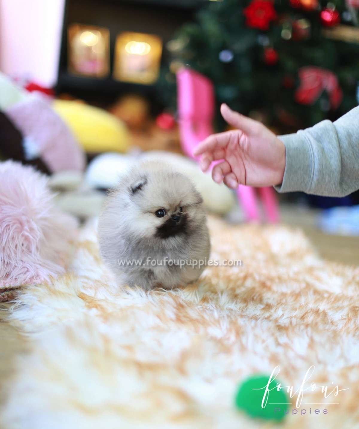 Samoa - Pomeranian F.