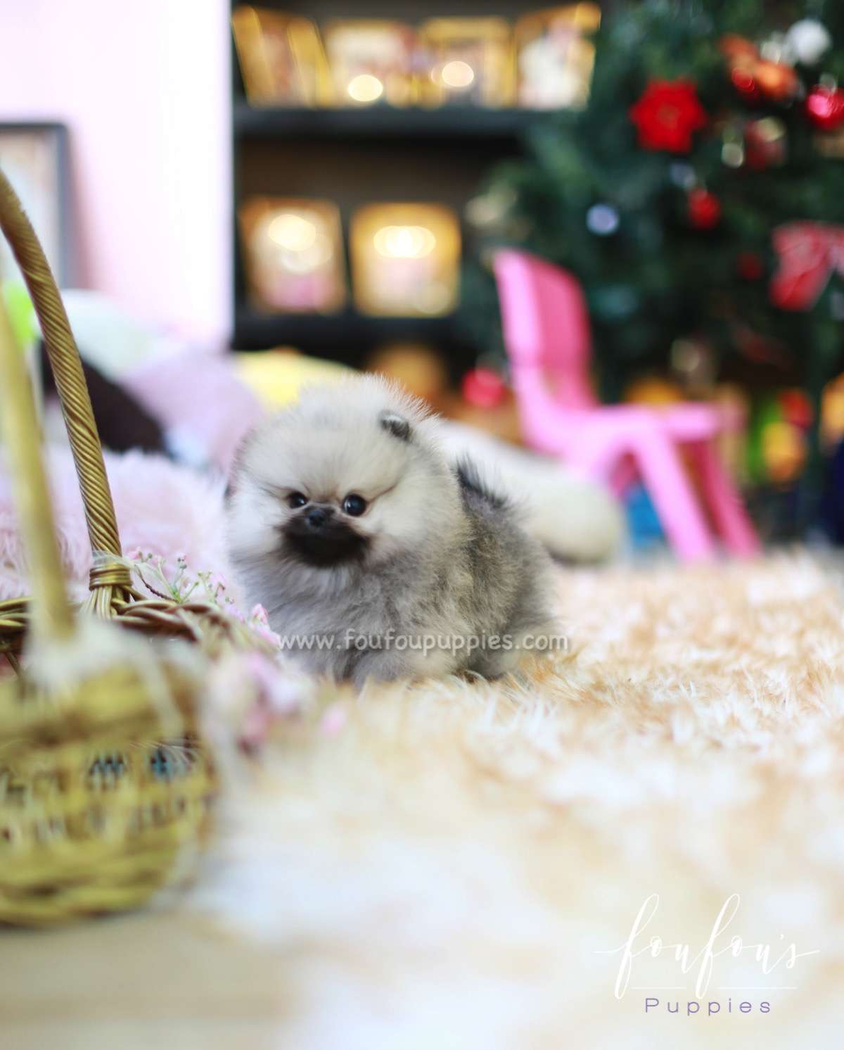 Samoa - Pomeranian F.
