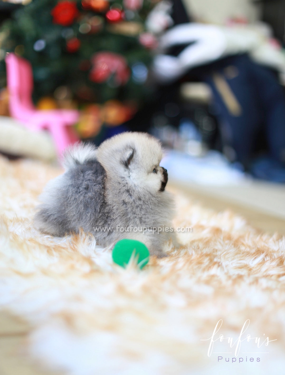 Samoa - Pomeranian F.
