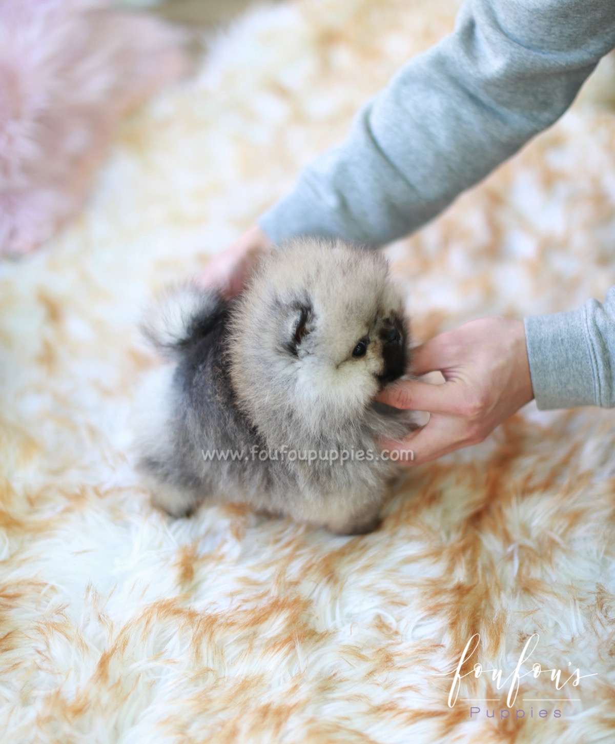 Samoa - Pomeranian F.