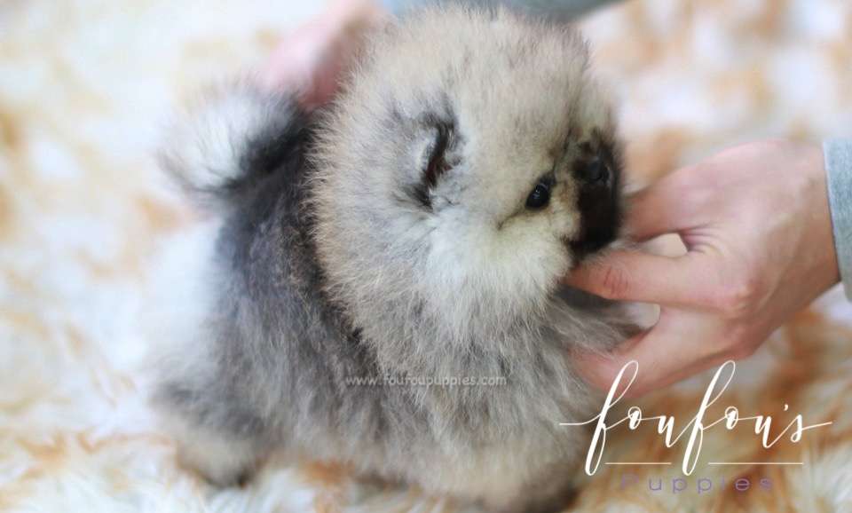 Samoa - Pomeranian F.