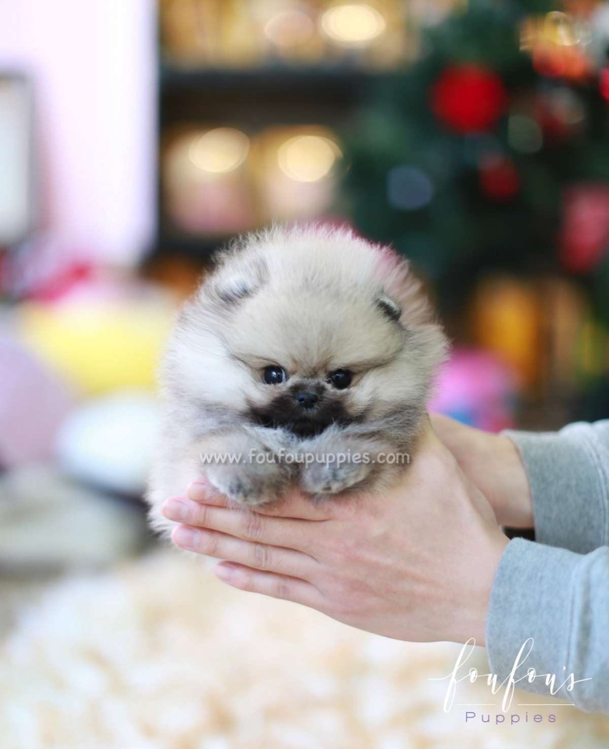 Samoa - Pomeranian F.