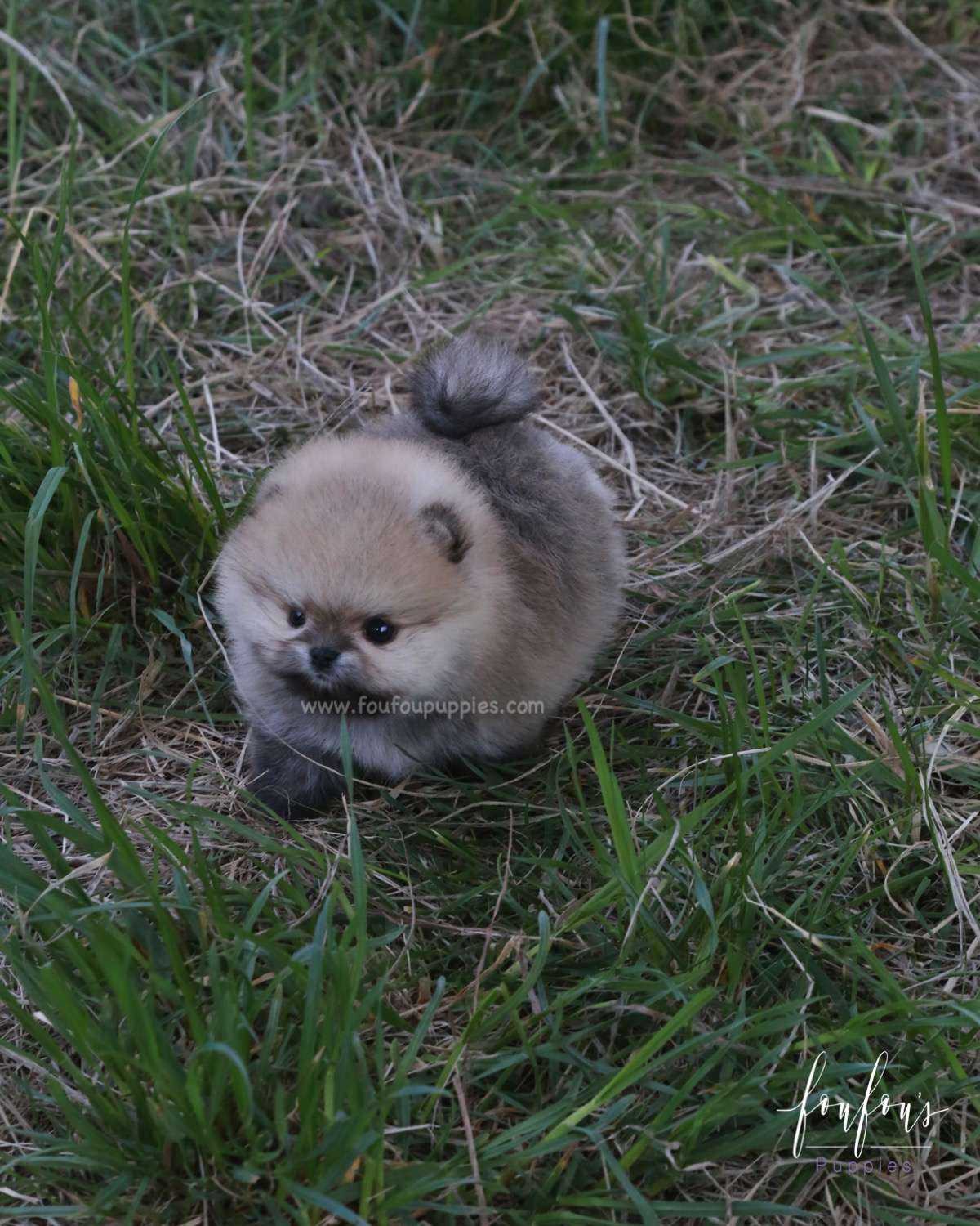 Orion - Pomeranian M.