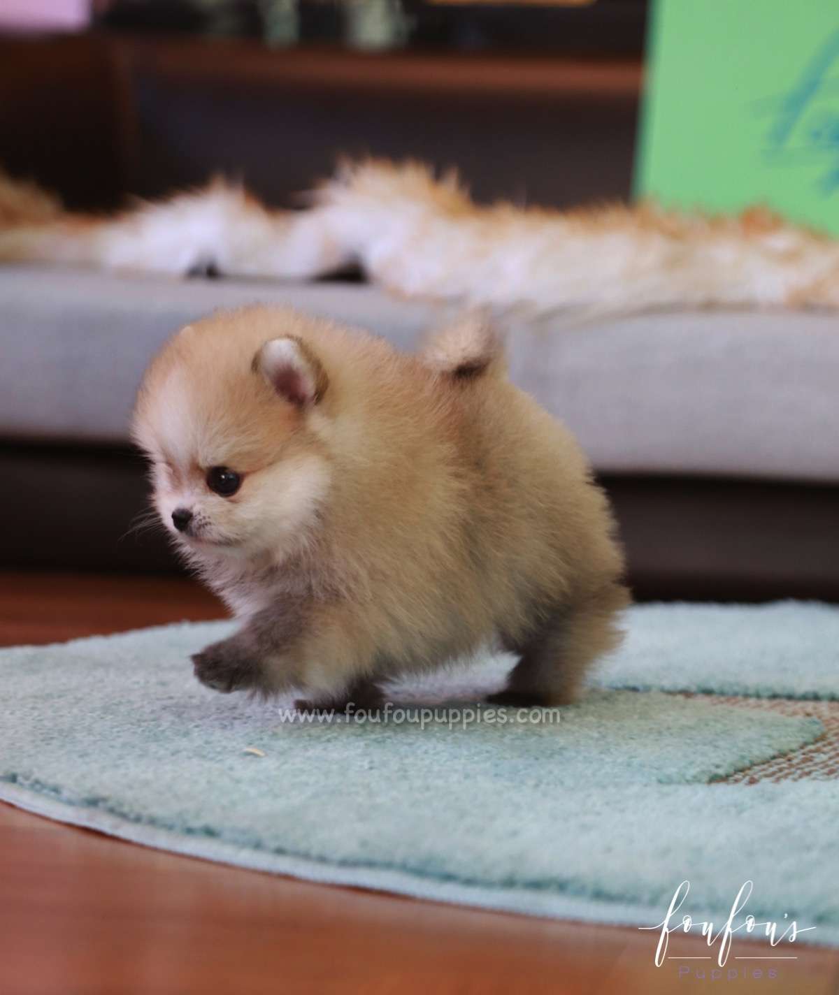 Duke - Pomeranian M.