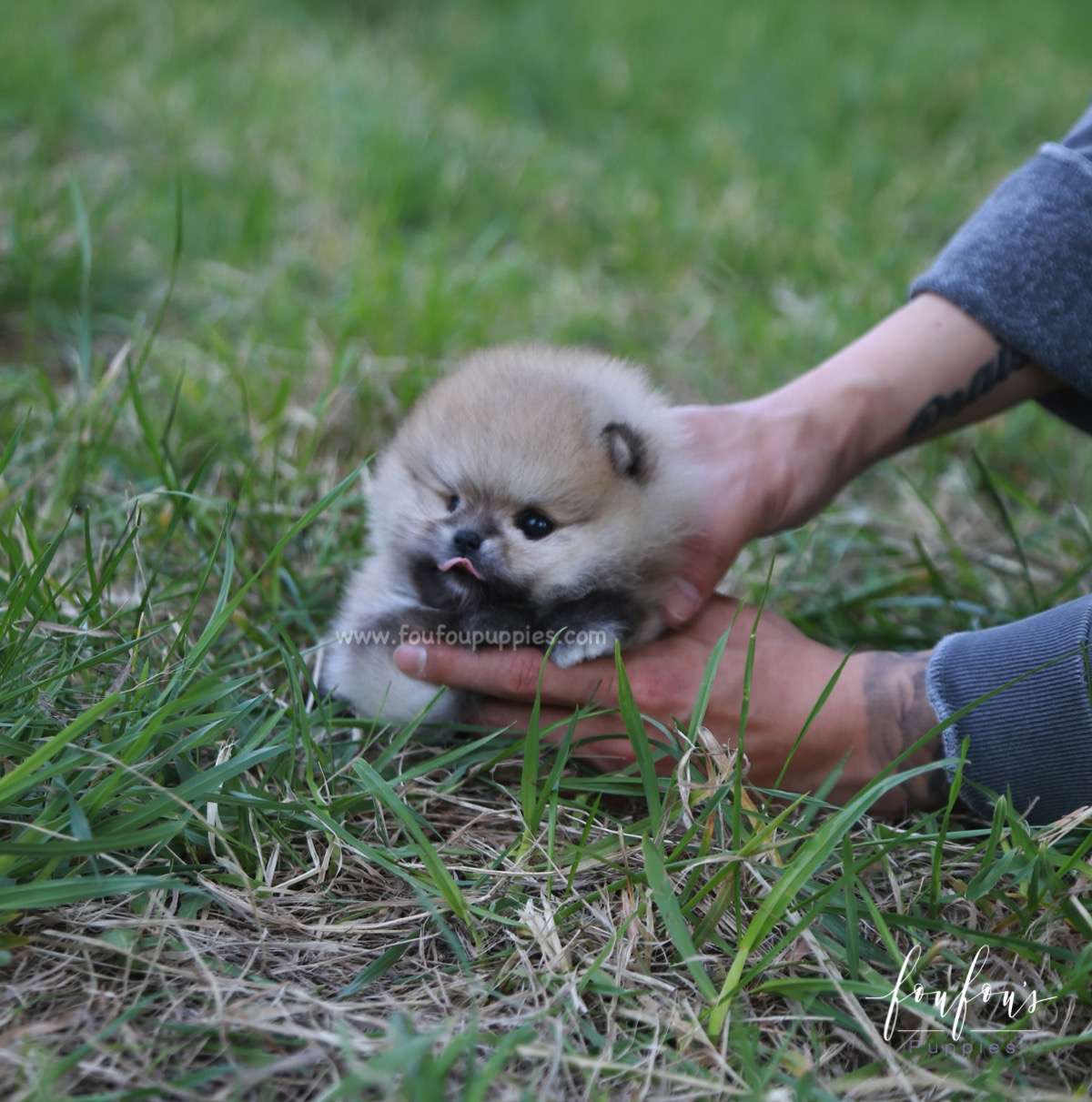 Orion - Pomeranian M.
