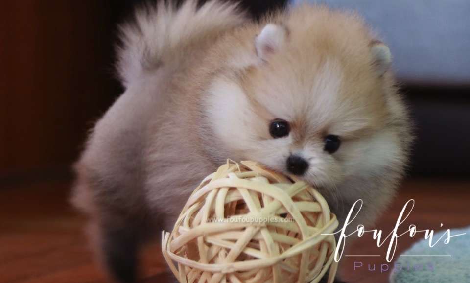 Duke - Pomeranian M.