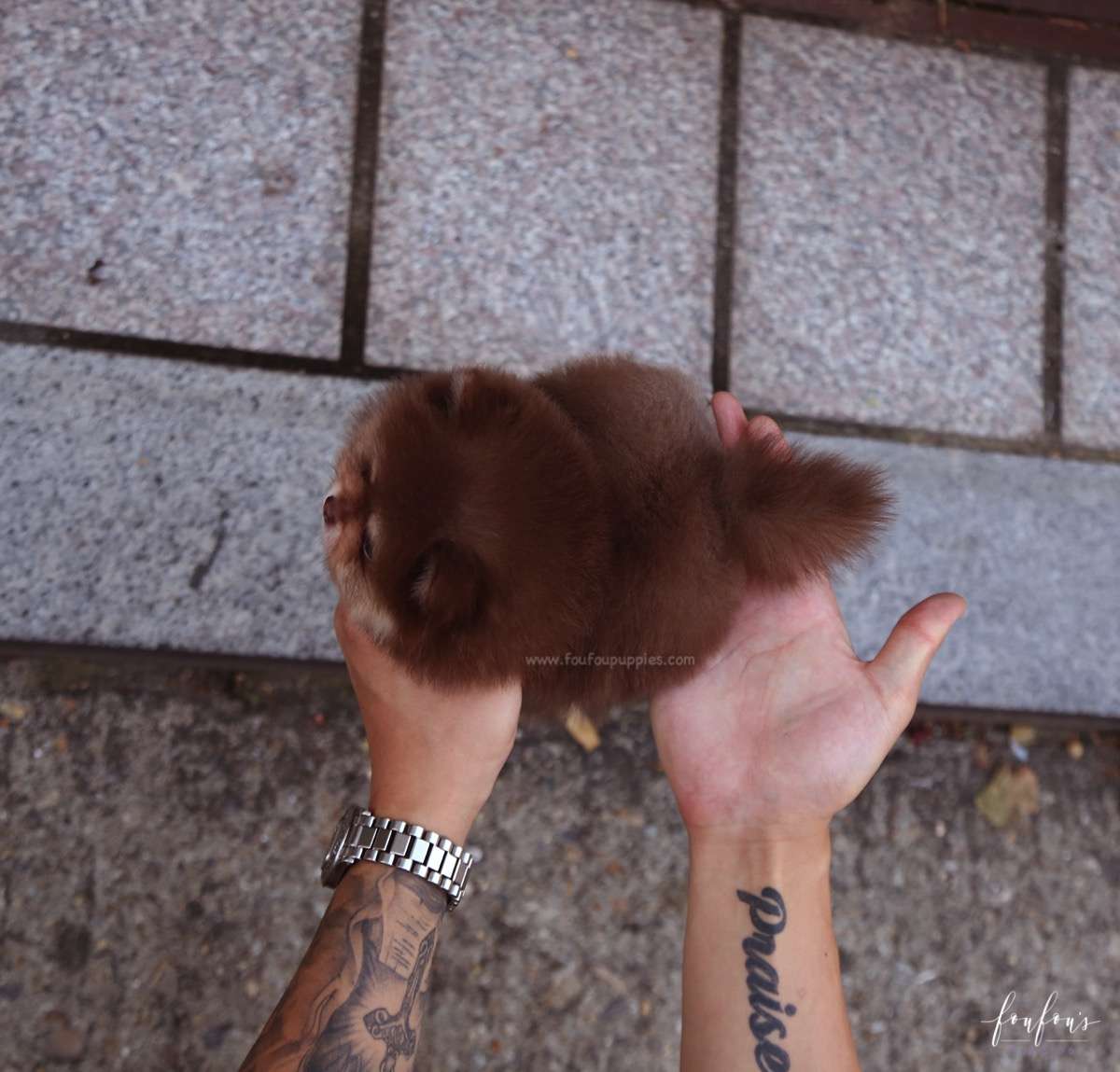 Godiva - Pomeranian F.