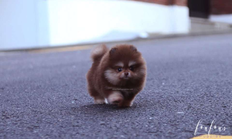 Godiva - Pomeranian F.