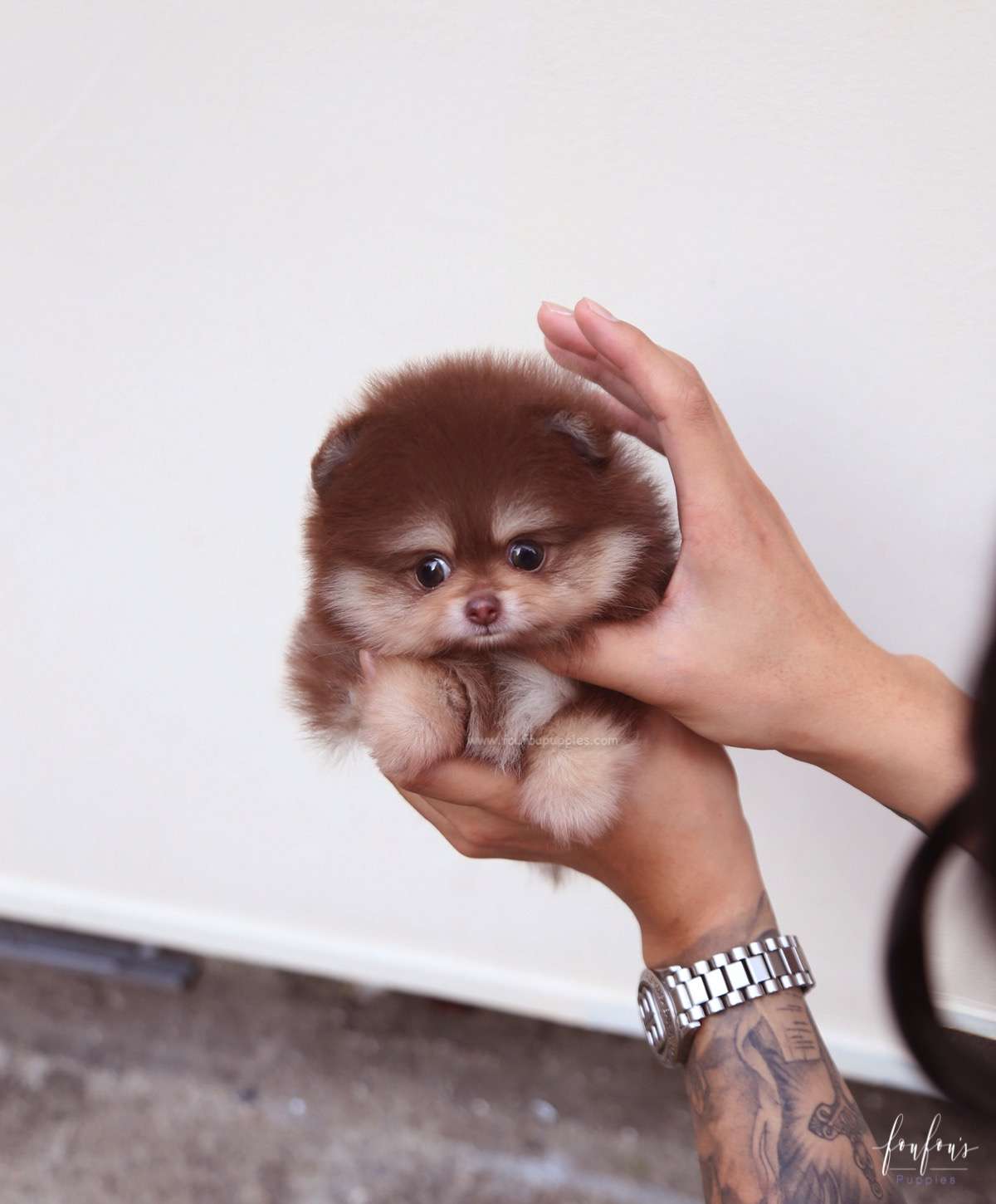 Godiva - Pomeranian F.