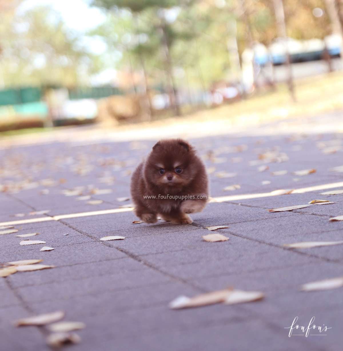 Dolce - Pomeranian F.