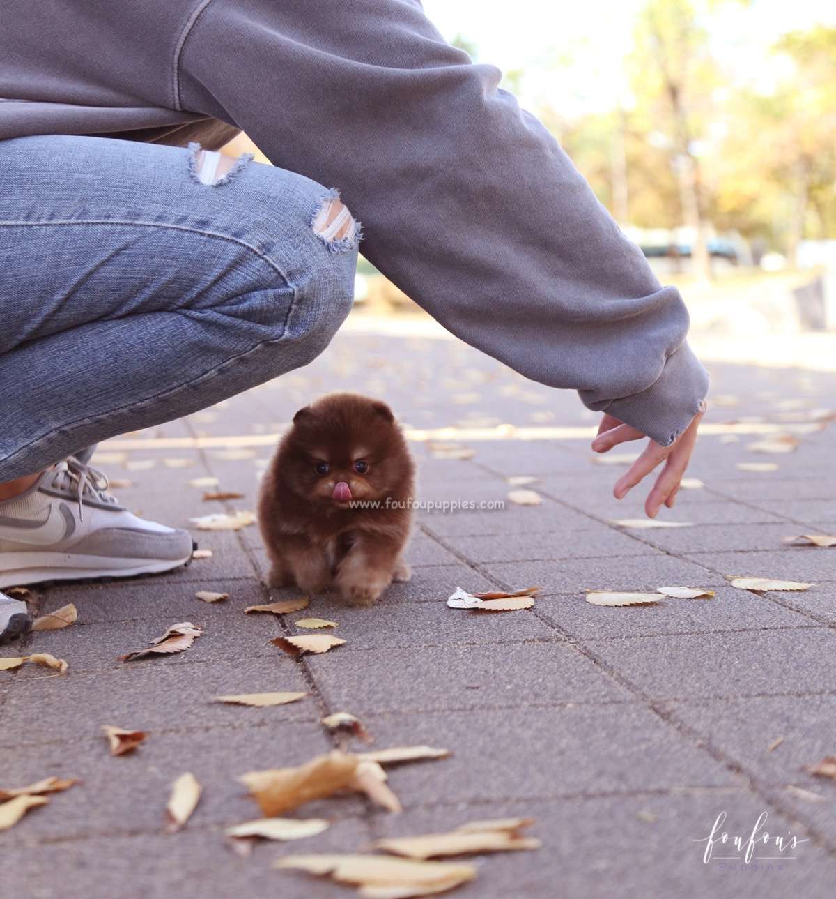Dolce - Pomeranian F.