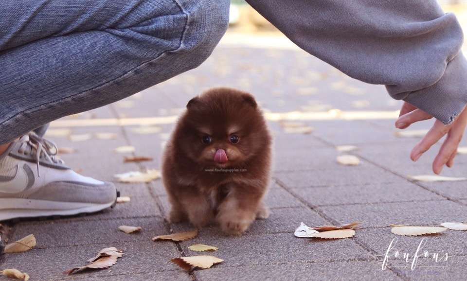Dolce - Pomeranian F.