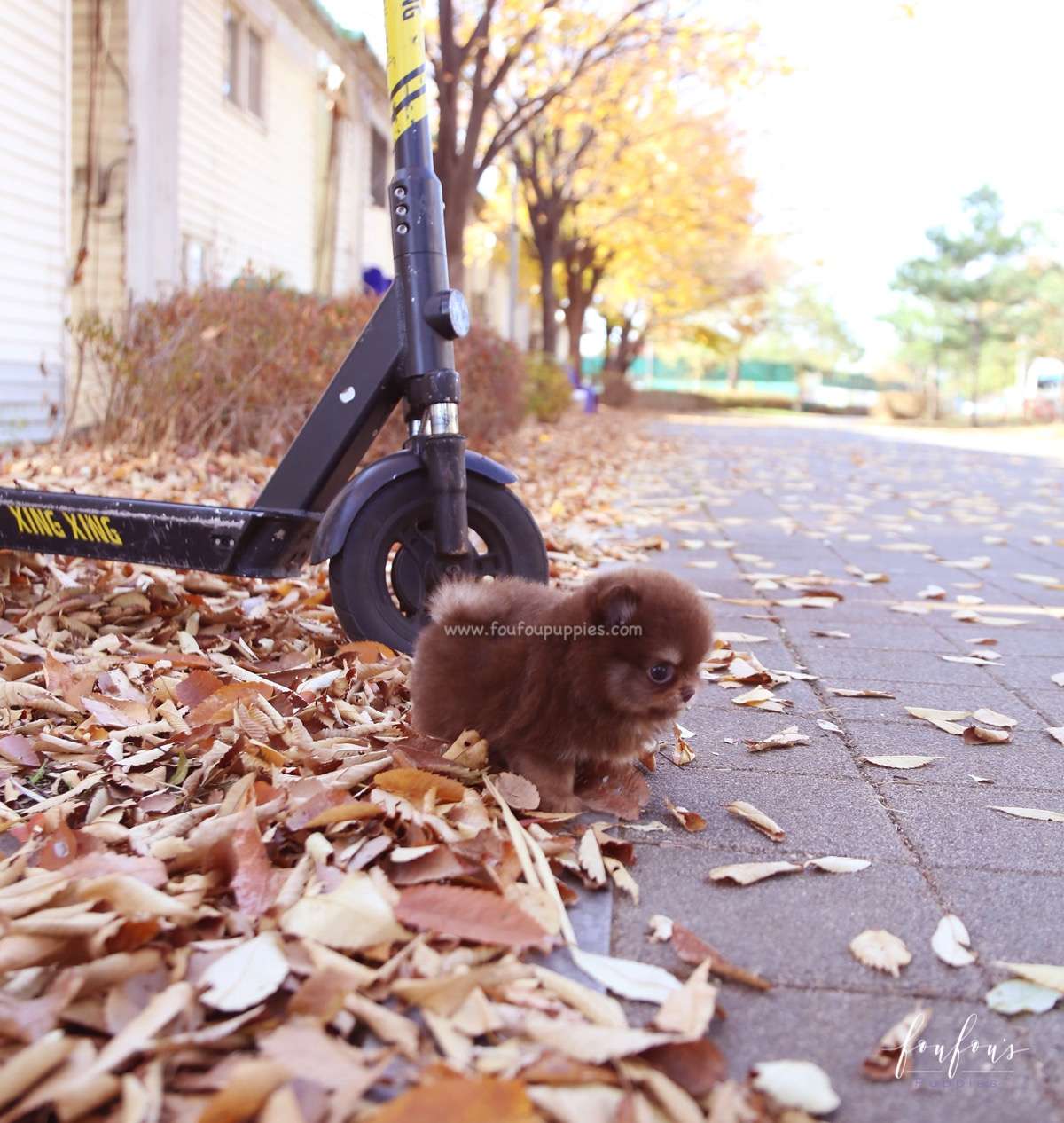 Dolce - Pomeranian F.