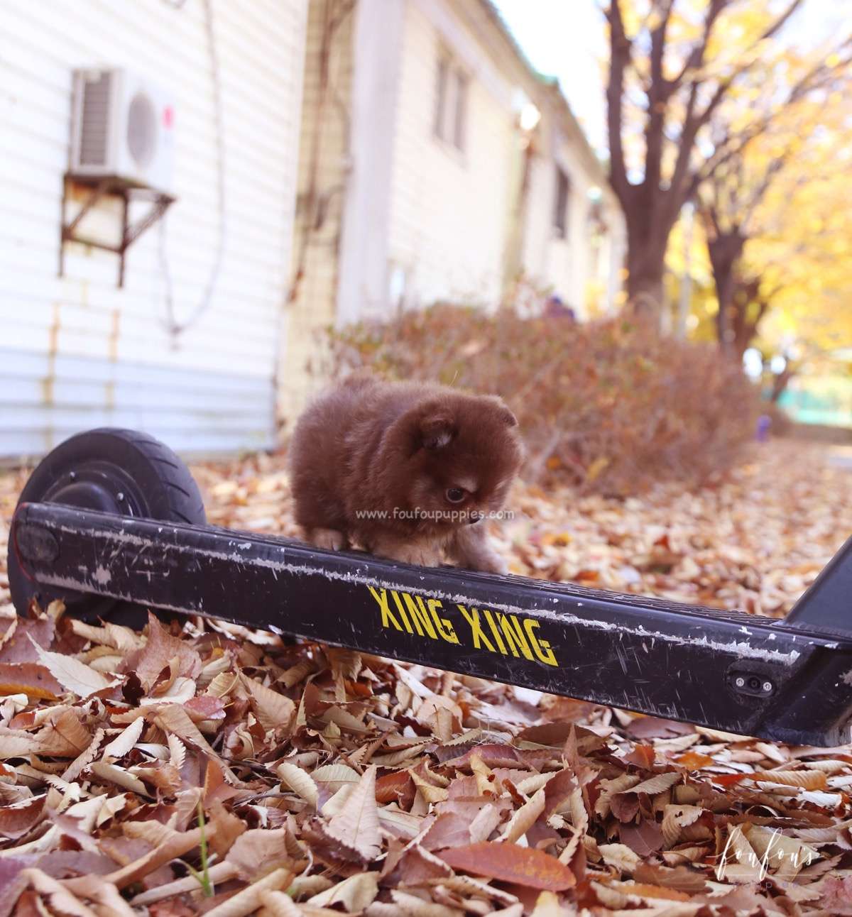 Dolce - Pomeranian F.