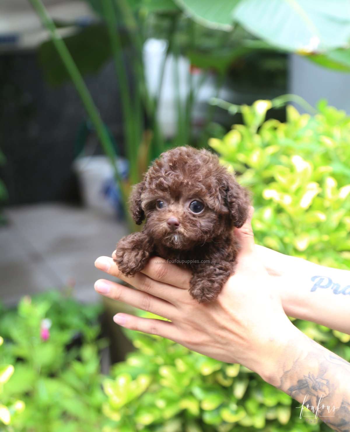 Mocha - Poodle F.