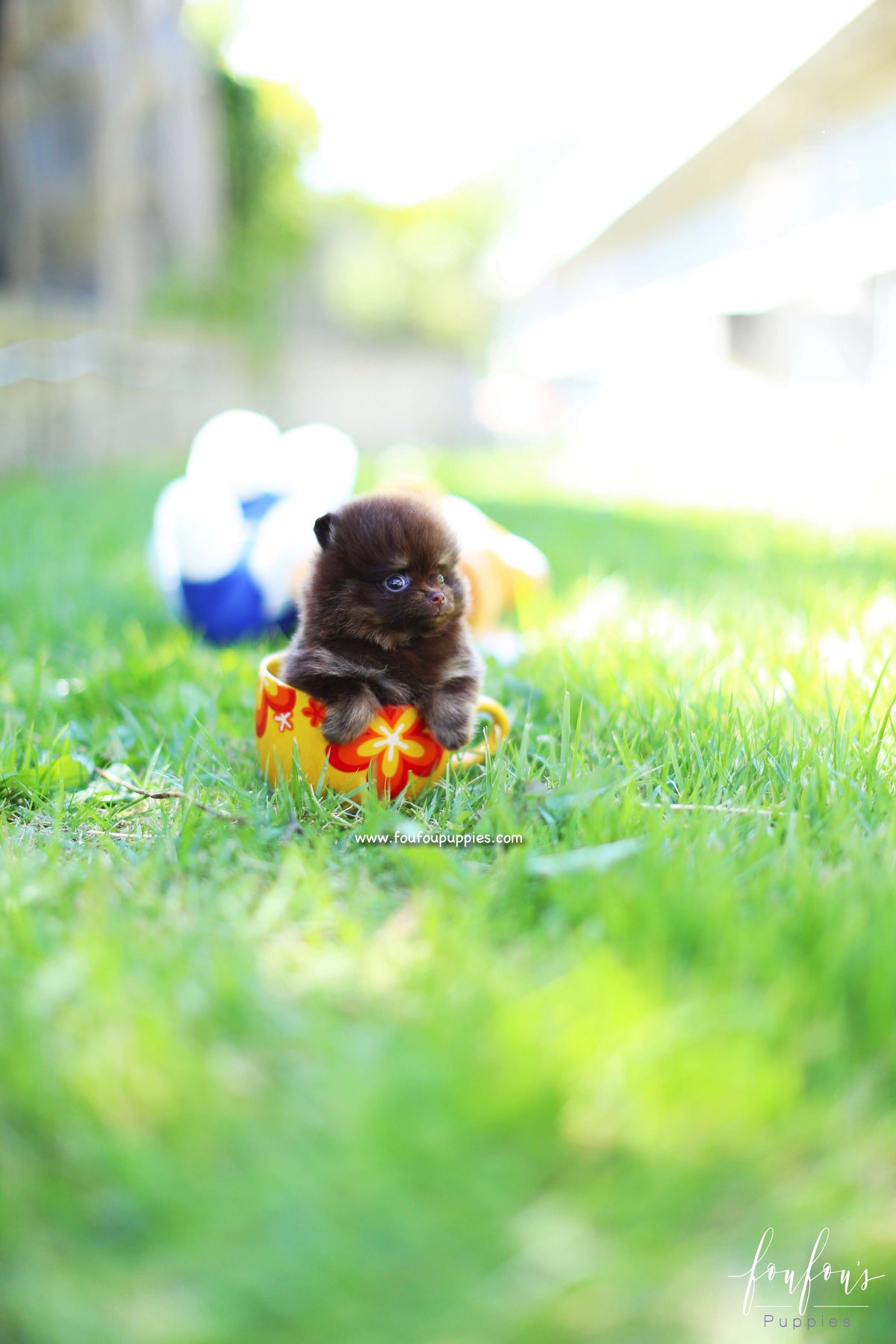 Chocolata - Pomeranian F.