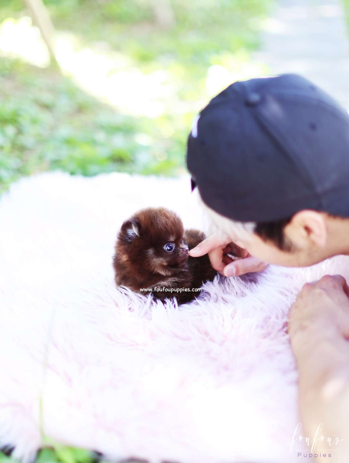 Chocolata - Pomeranian F.