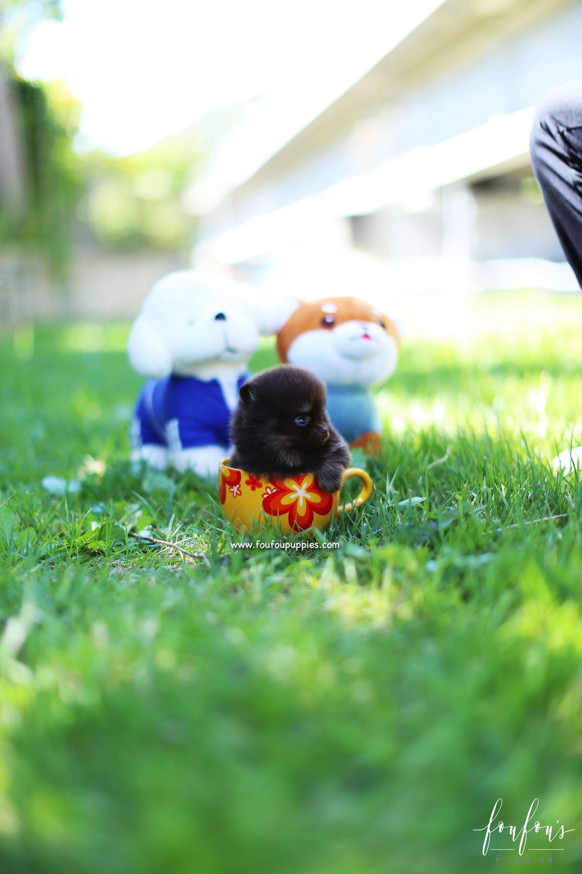 Chocolata - Pomeranian F.