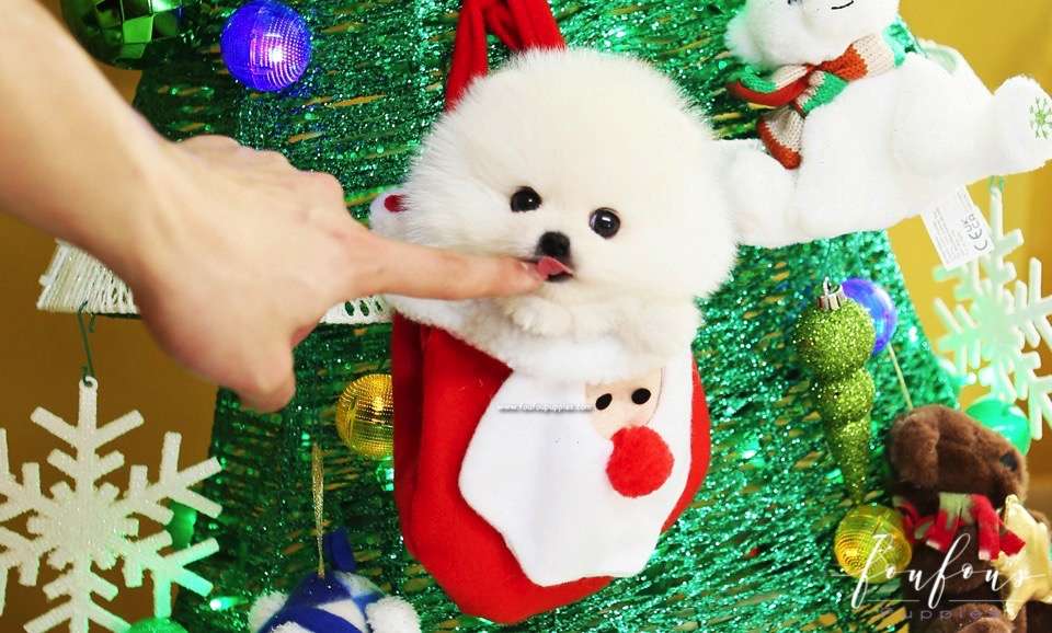 Capo - Pomeranian M.