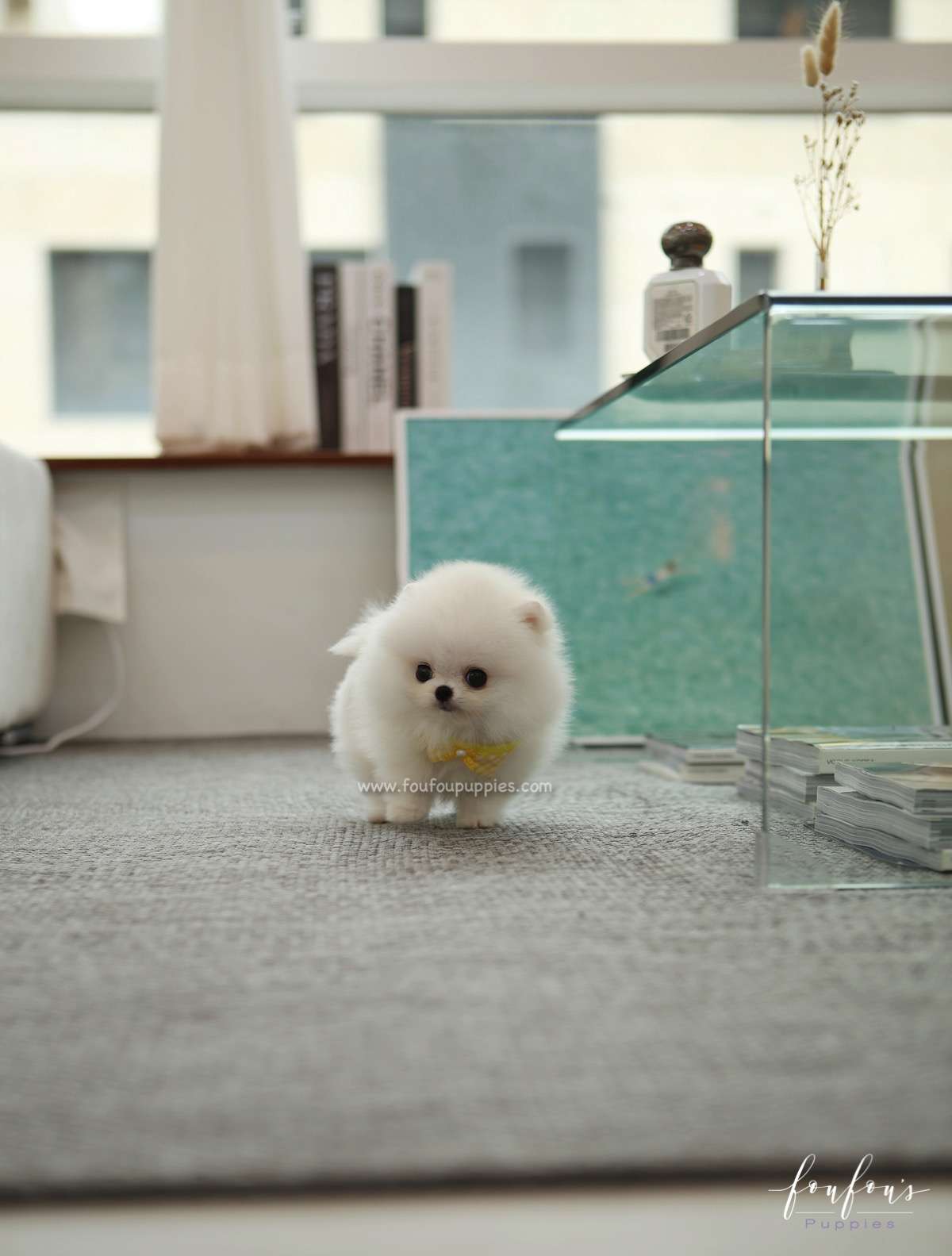Smiley - Pomeranian M.