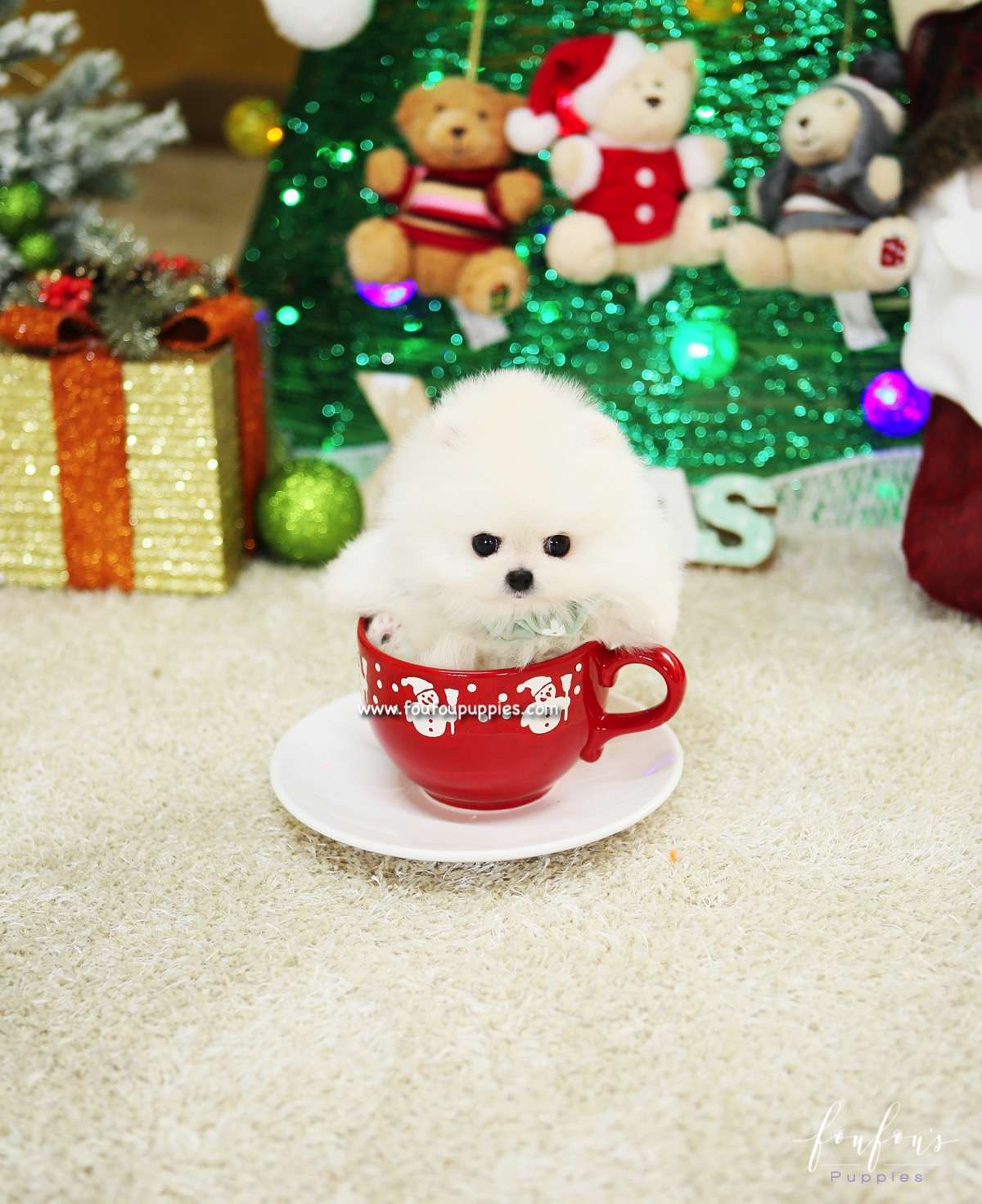 Capo - Pomeranian M.