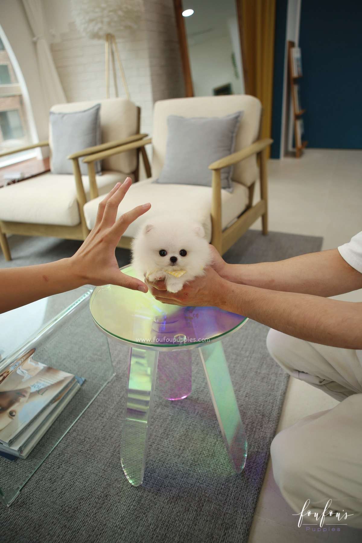 Smiley - Pomeranian M.