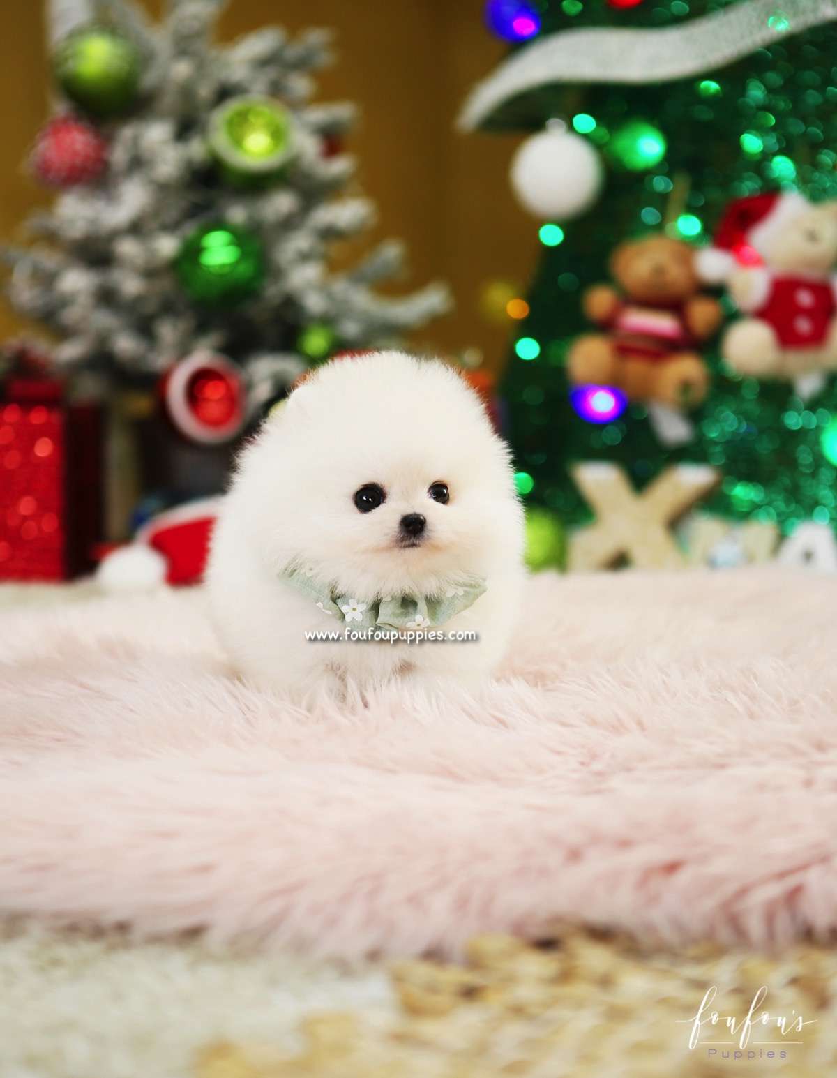 Capo - Pomeranian M.