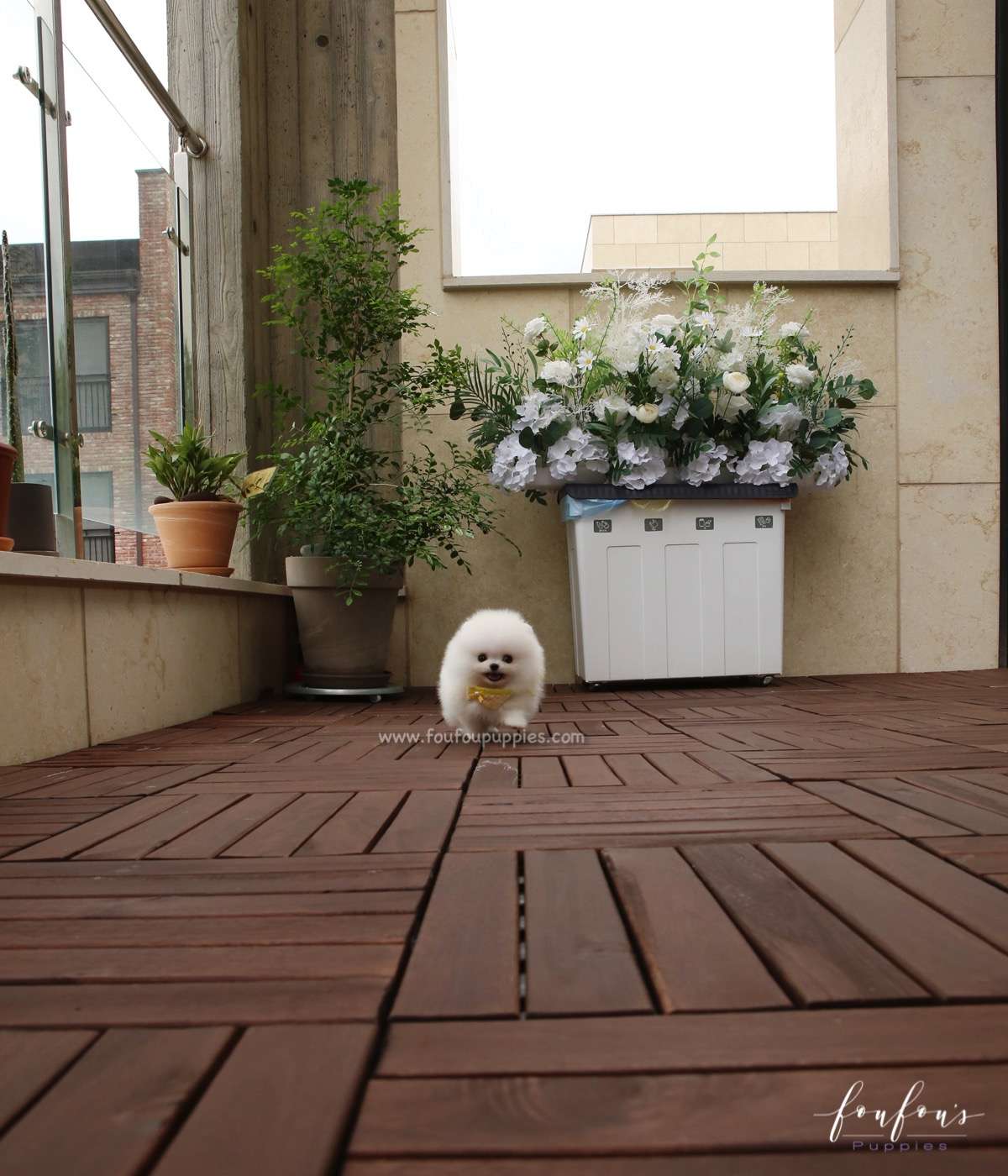 Smiley - Pomeranian M.