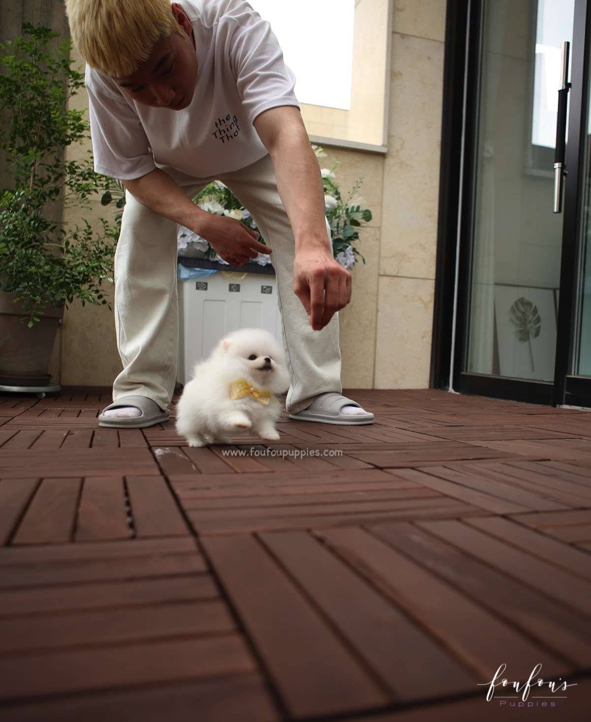 Smiley - Pomeranian M.