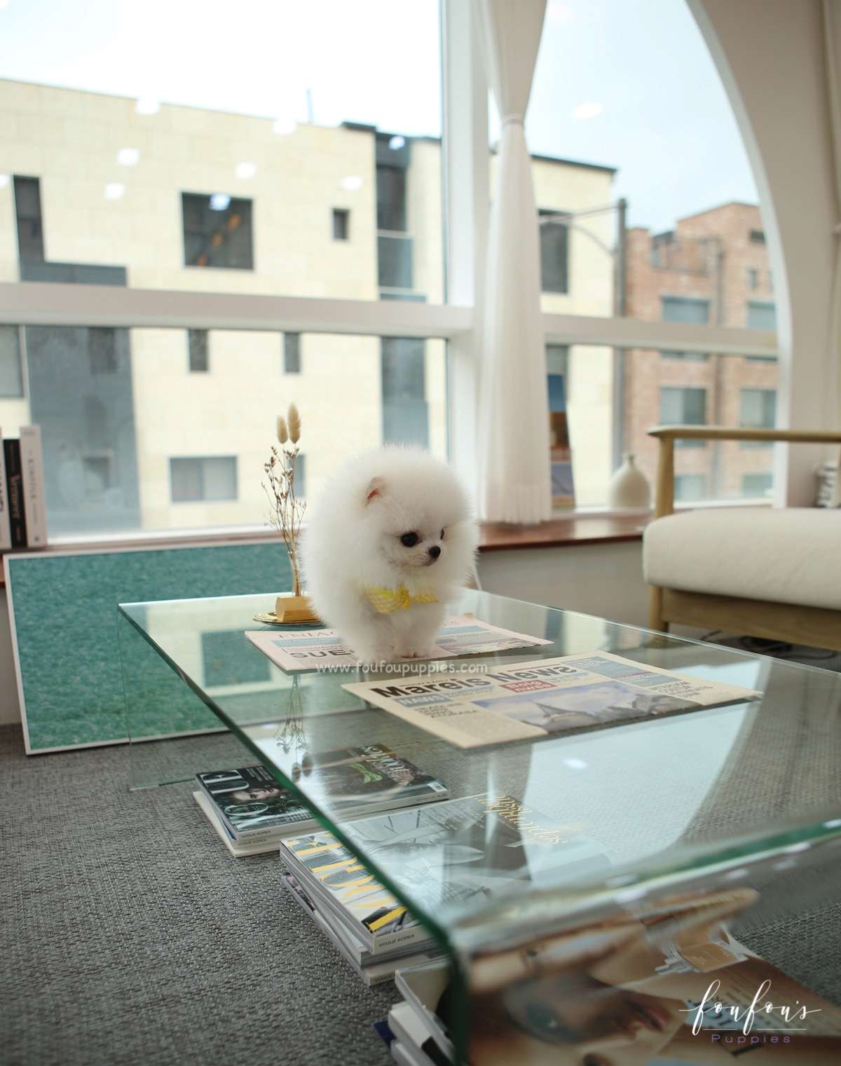 Smiley - Pomeranian M.
