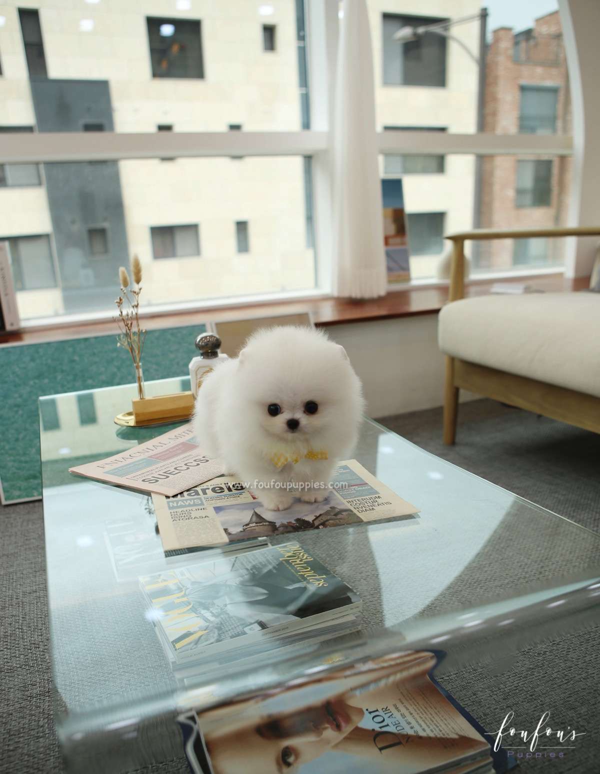 Smiley - Pomeranian M.