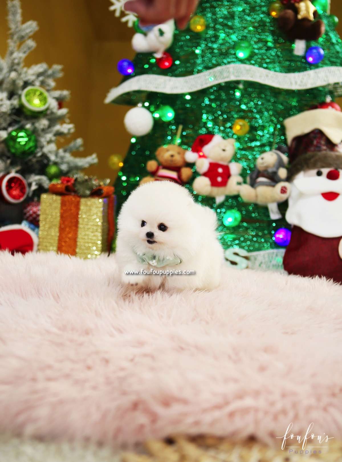 Capo - Pomeranian M.