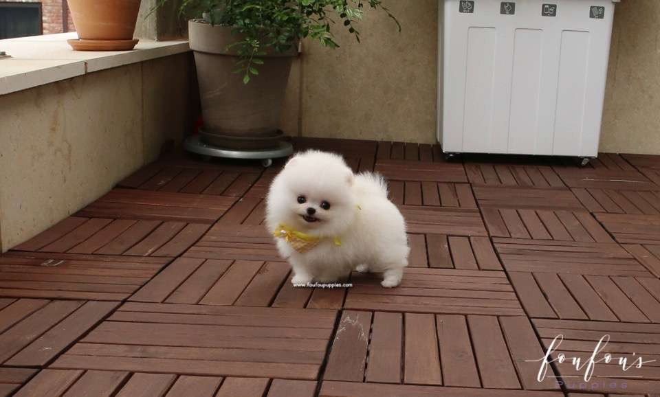 Smiley - Pomeranian M.