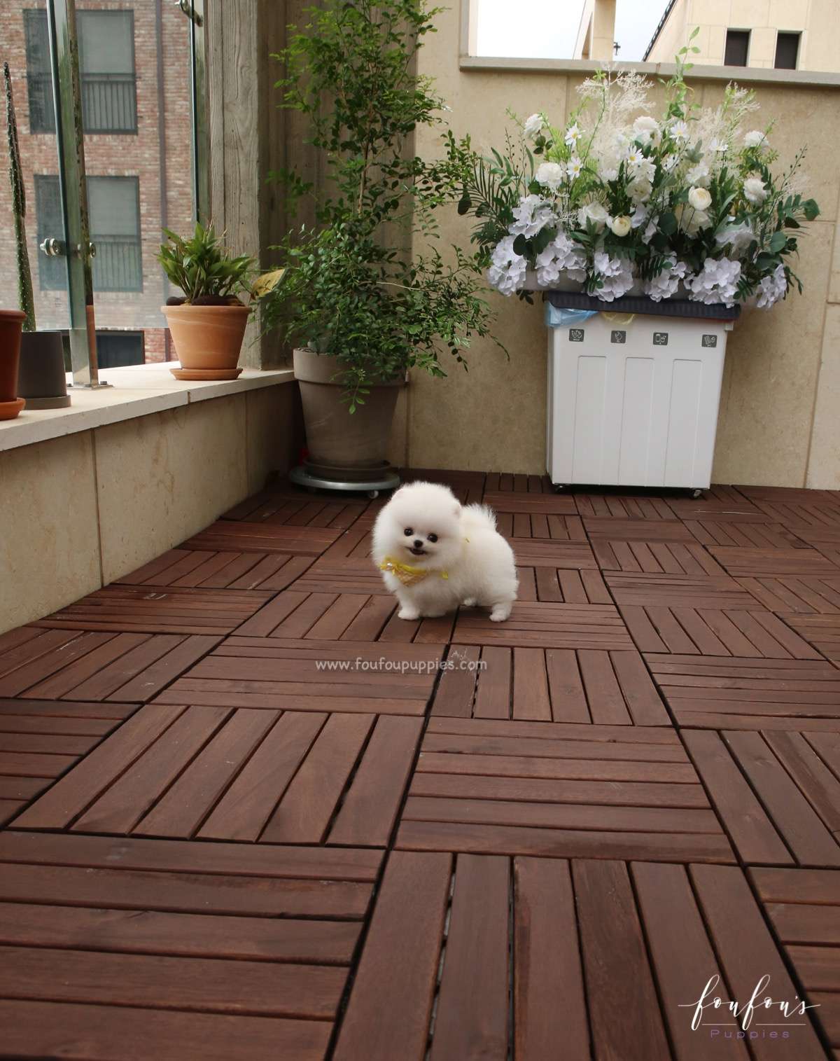 Smiley - Pomeranian M.