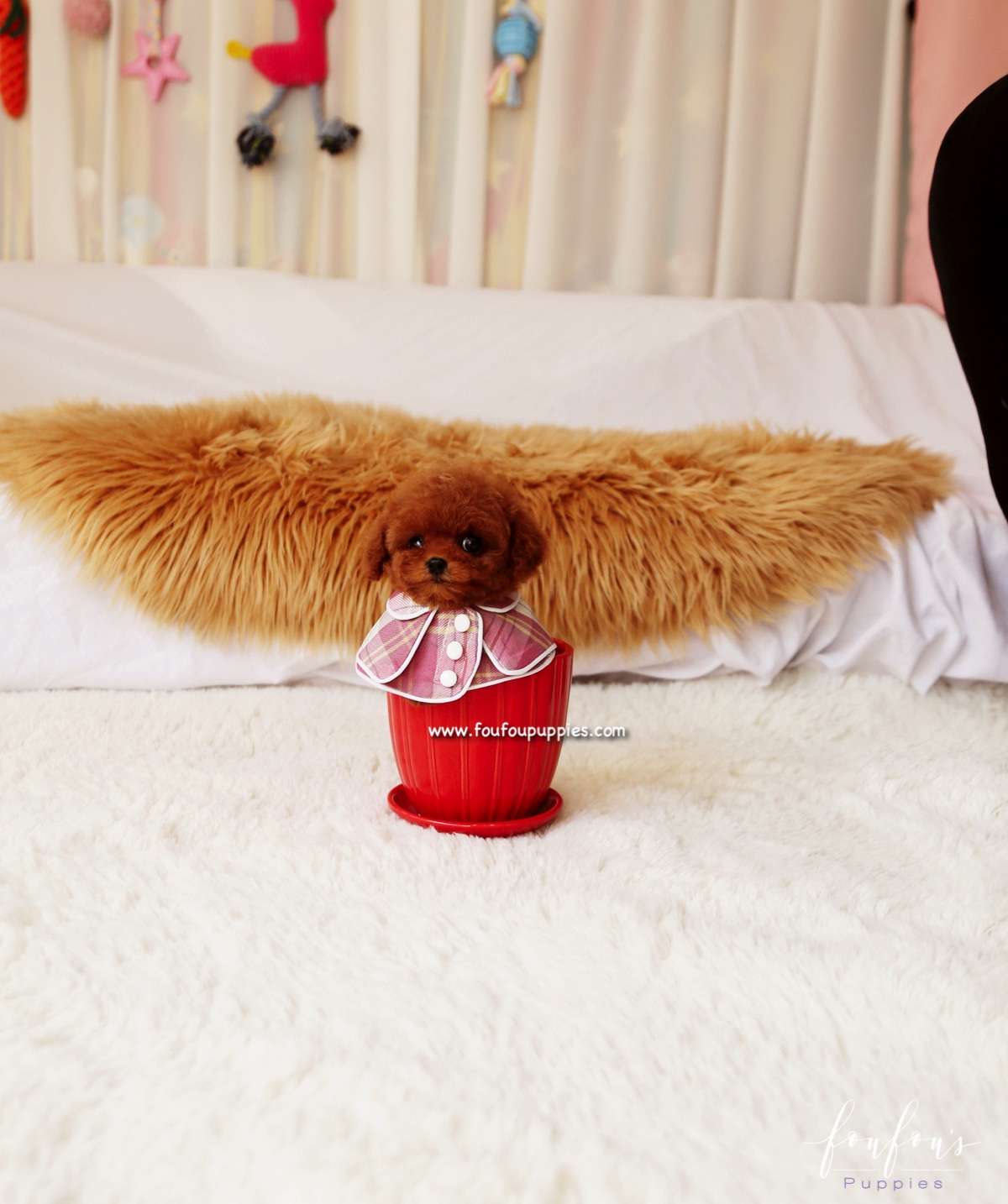 Ginger - Poodle F.