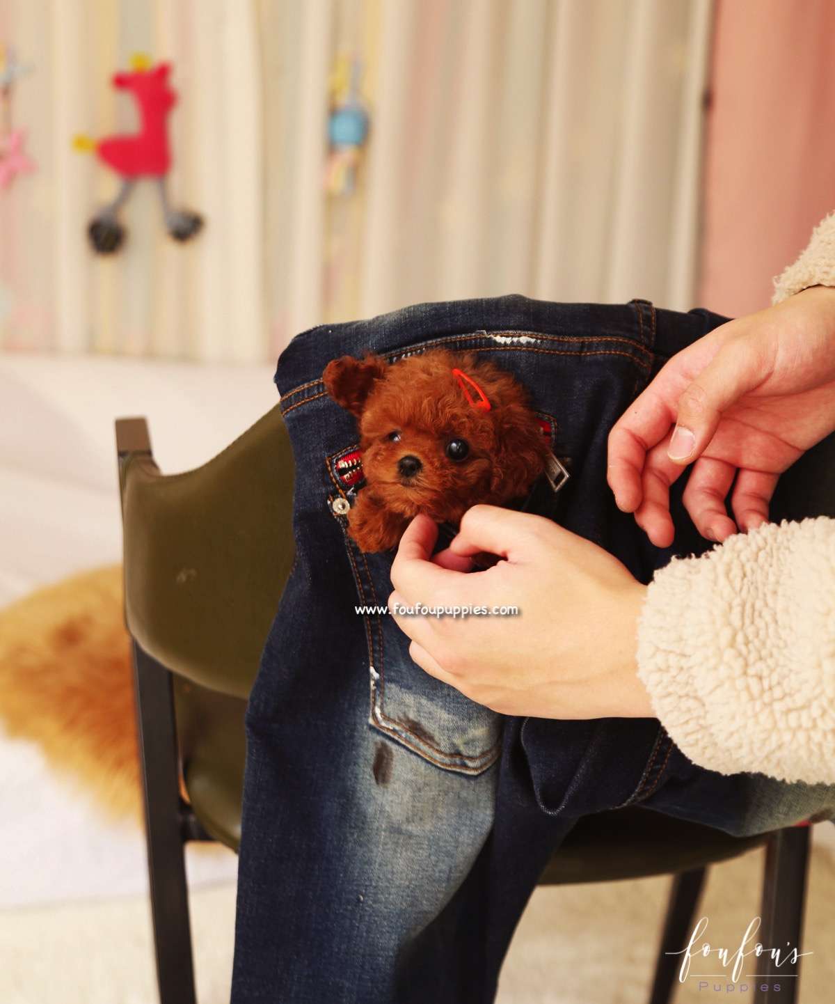 Ginger - Poodle F.